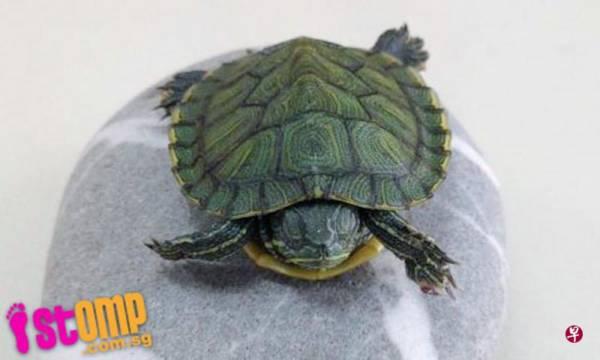 兄弟失和拿龟出气 宠物龟被抛下楼 一死一重伤