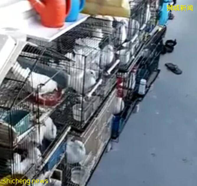 新加坡組屋變“客廳”？有點格局！養雞場、小叢林、毛片場