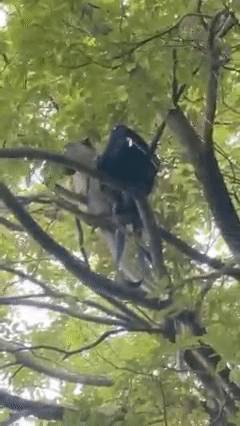 猴子“打搶”老奶奶，除了糖果剩下的都不要