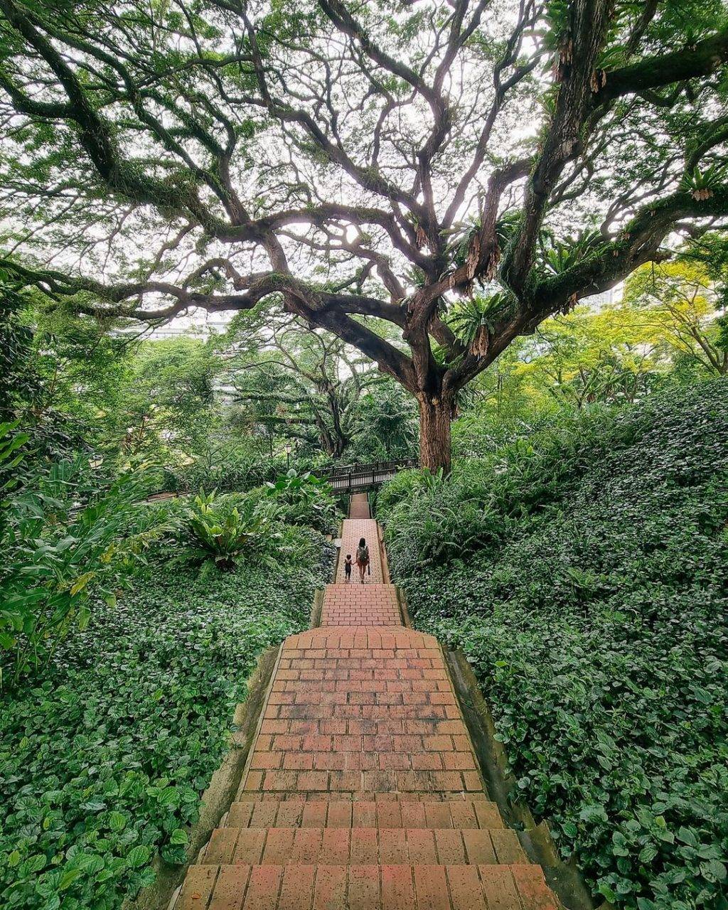 新加坡最美网红树打卡合集🌴壮观古树、根深叶茂,感受大自然的魅力📷