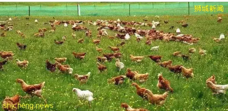 新加坡“搶雞潮”何時休？滿山是雞的印尼表示：愛莫能助