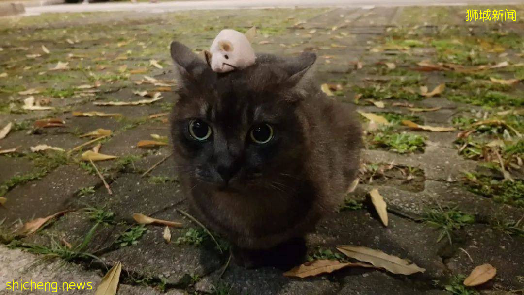 《南洋理工大學撸貓指南》