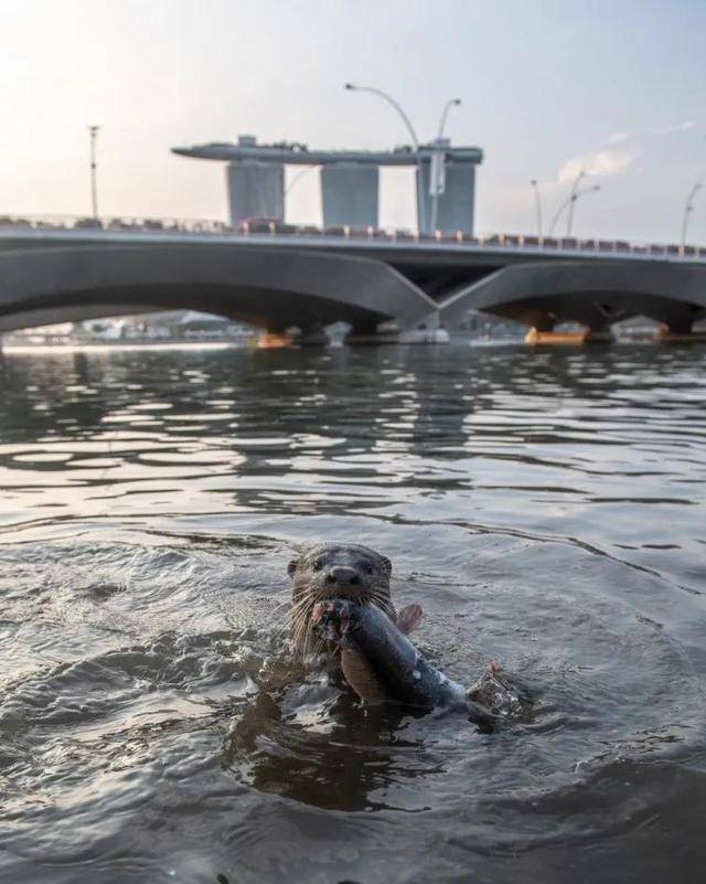 水獭：在新加坡，每天都是城市探险