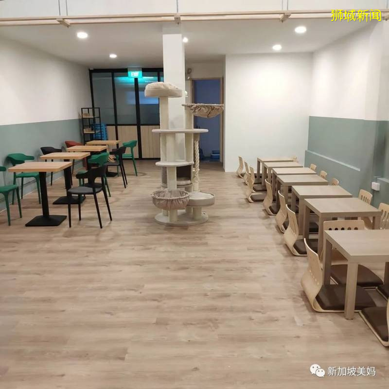 在新加坡宅了3個月,來雲吸貓吧