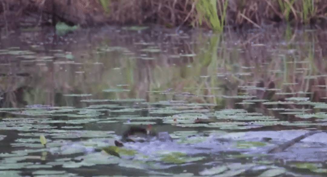 实拍新加坡八哥大战啄木鸟!过程太刺激