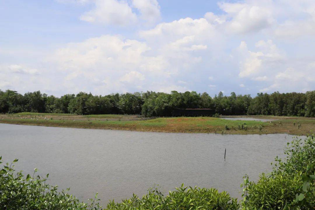 3天小長假！請來新加坡最美的濕地，超500種熱帶動植物免費看