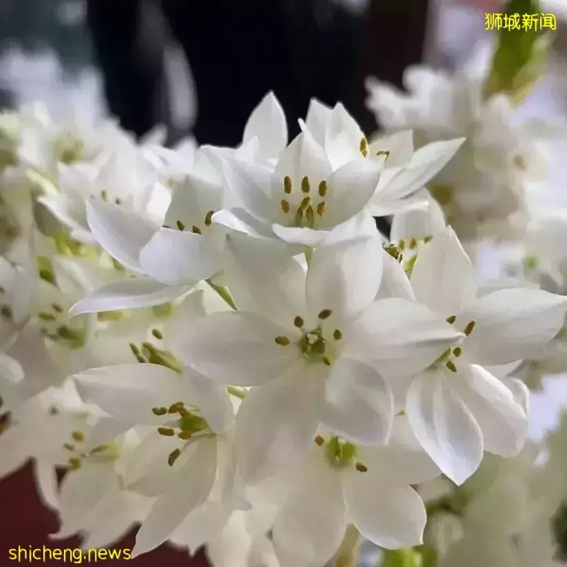 鮮花在熱帶也能養1個月？資深花友新加坡買花、養護大揭秘