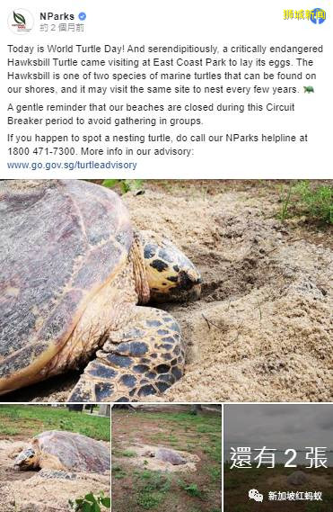 冠病疫情期間無訪客打擾 新加坡的瀕危動物紛紛“提高生産力”