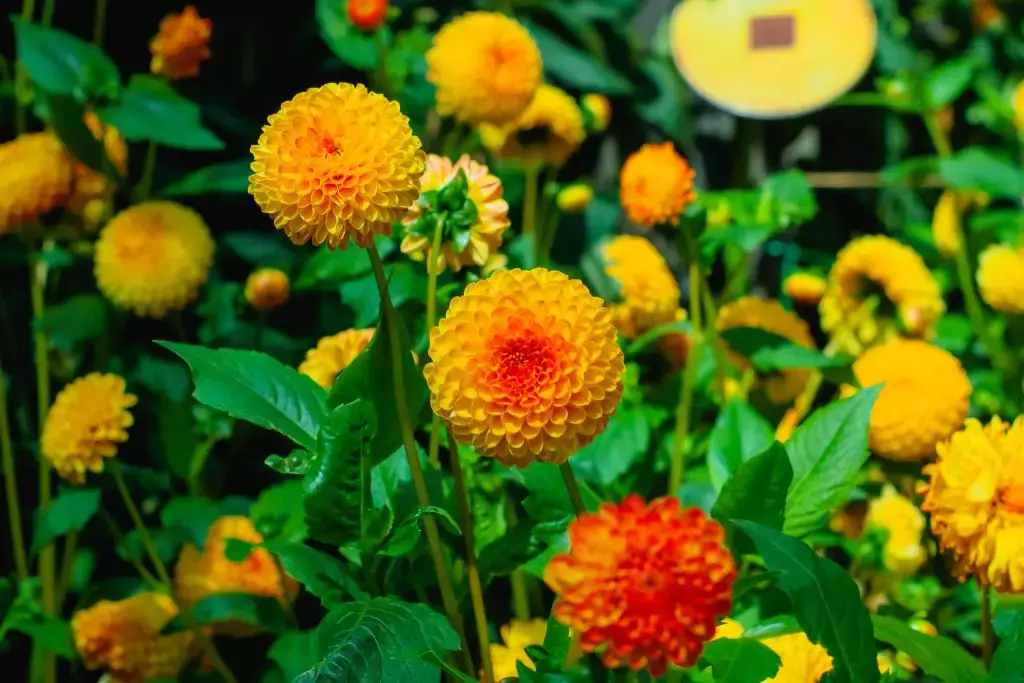 大丽花之梦2022回归!2000株花卉+中式拱门+虎宝宝装饰,花香满溢迎新春🔥