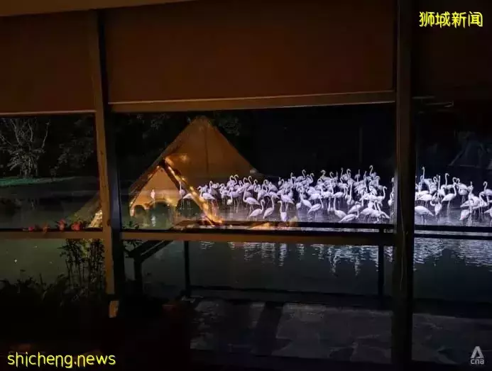 小朋友超爱！裕廊飞禽公园露营！和火烈鸟一起度过美好夜晚