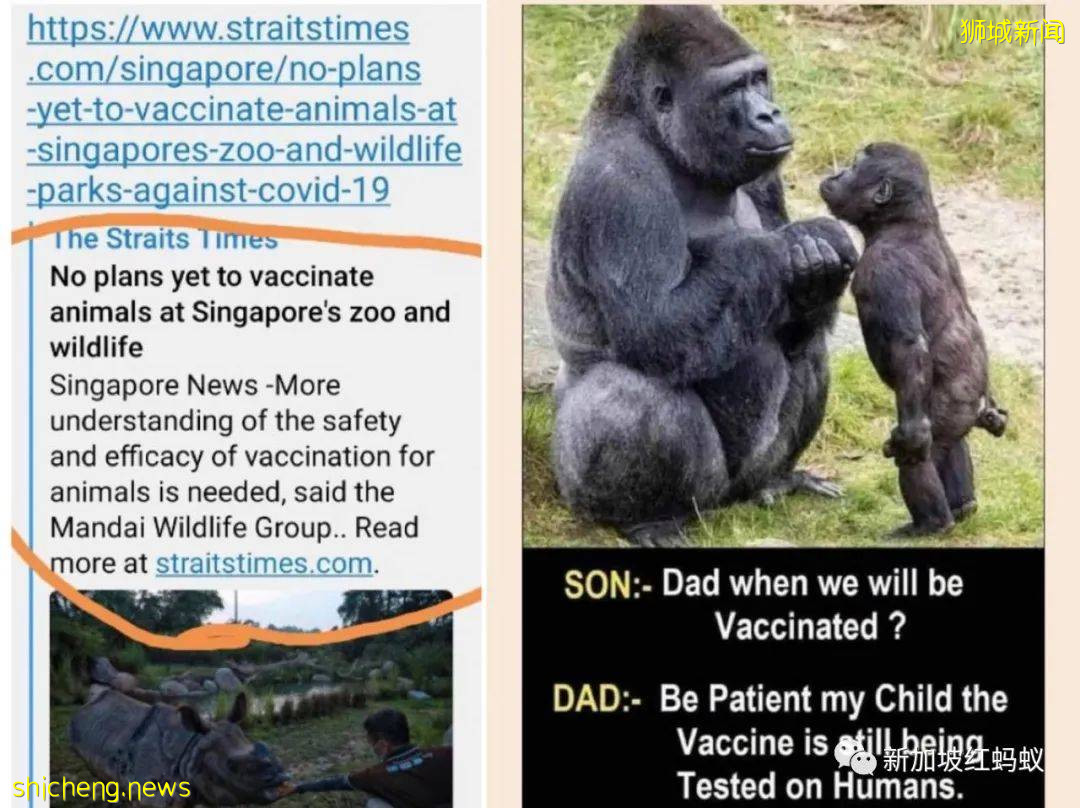 新加坡五頭獅子感染冠病“揚名海外”　各地爭相報道