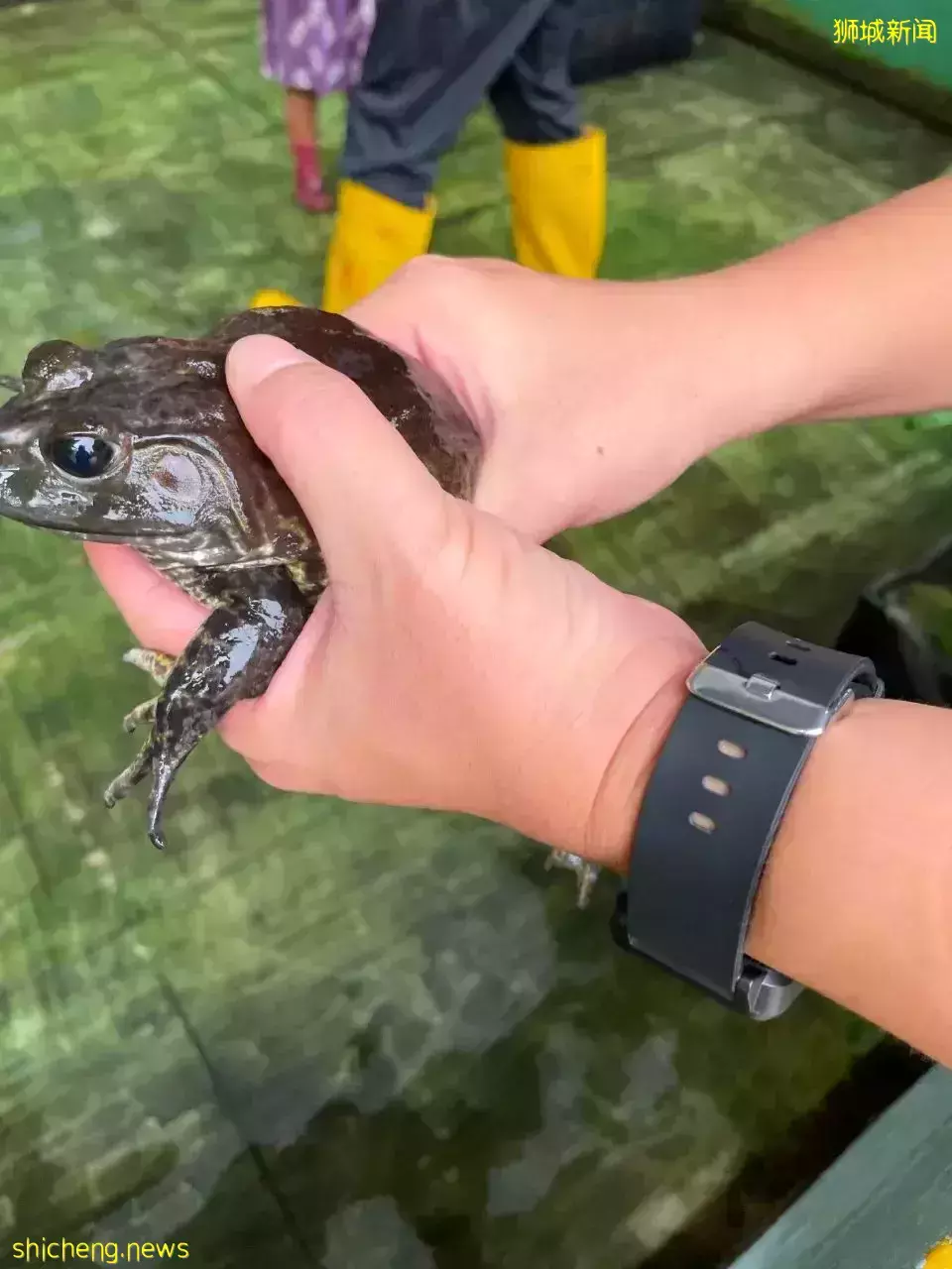 下水抓蛙、摘菜摸鱼、开土摩托……我带娃体验了一把新加坡的农家乐