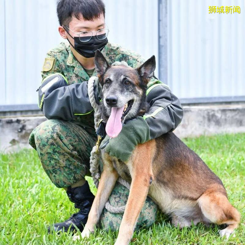 19只退休的SAF軍犬等你來領養