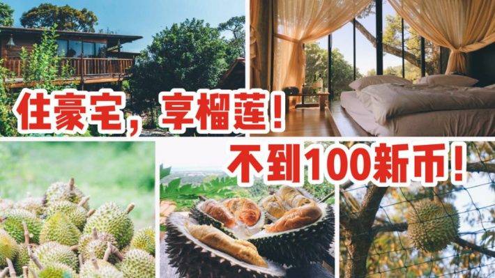 榴梿爱好者的顶级攻略：直接住到榴梿果园中，品尝旺季刚掉下树的新鲜榴梿！100新币就够了