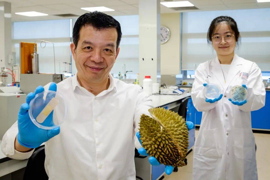 变废为宝有妙招，南洋理工大学团队发明榴梿壳创口贴