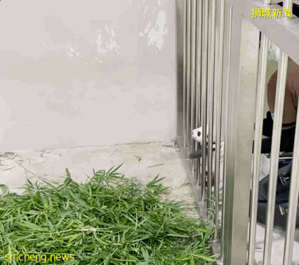 新加坡的熊猫宝宝满月照来了!毛茸茸终于“有熊样”