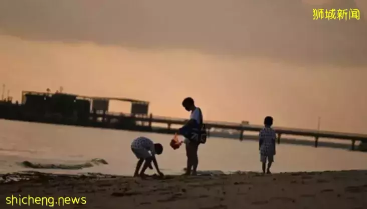 新加坡学校假期临近，探索海岸潮间带时小伙伴们注意保护海洋生物