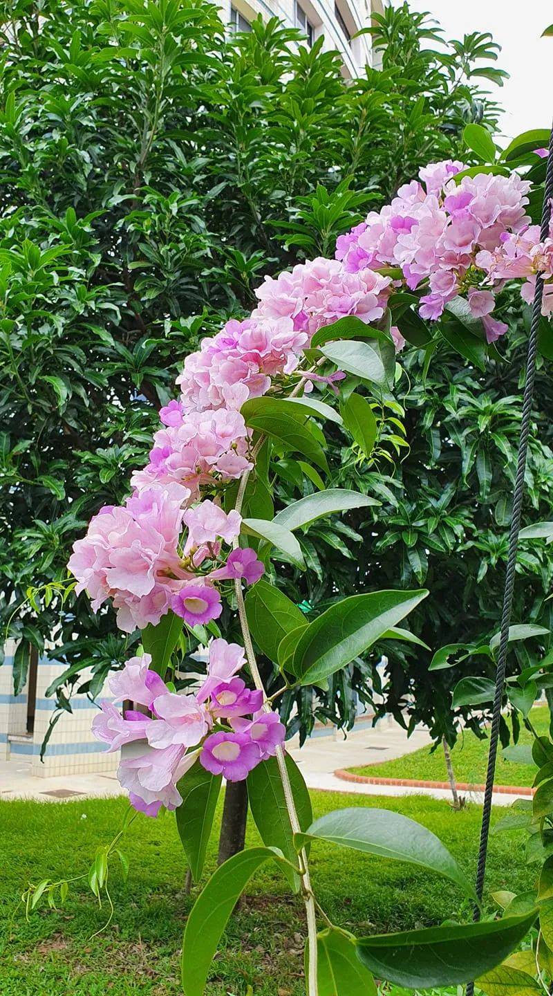 快看!新加坡到处都开花了,一大波美图刷屏