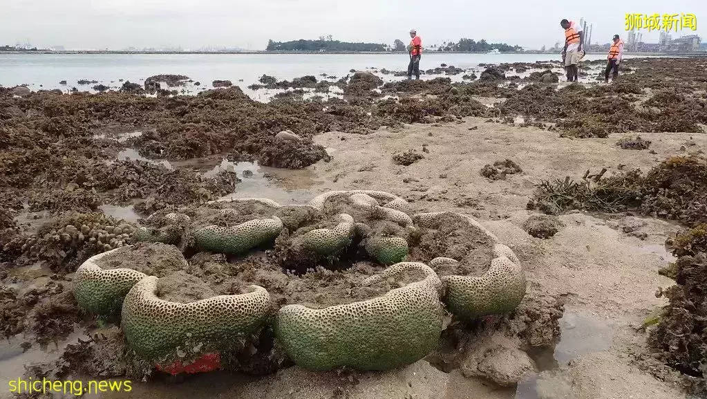 無需簽證！新加坡周邊12個絕美小島，每個都超有特色