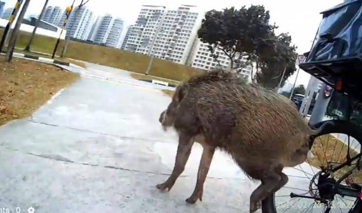 野猪 撞车 咬伤女子    又闹组屋 这回捉到了