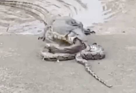 榜鵝連續傷人的野豬剛被抓!蜥蜴又吞蛇了