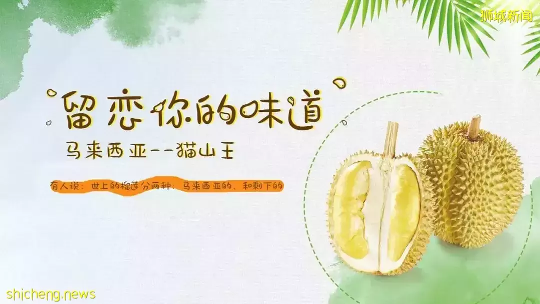 新加坡榴梿季来了啊啊啊!本地人吃榴梿秘籍,这7家最便宜