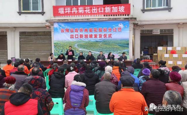 发货啦！新加坡的超市、酒店也可以购买云阳“冉菊花”了