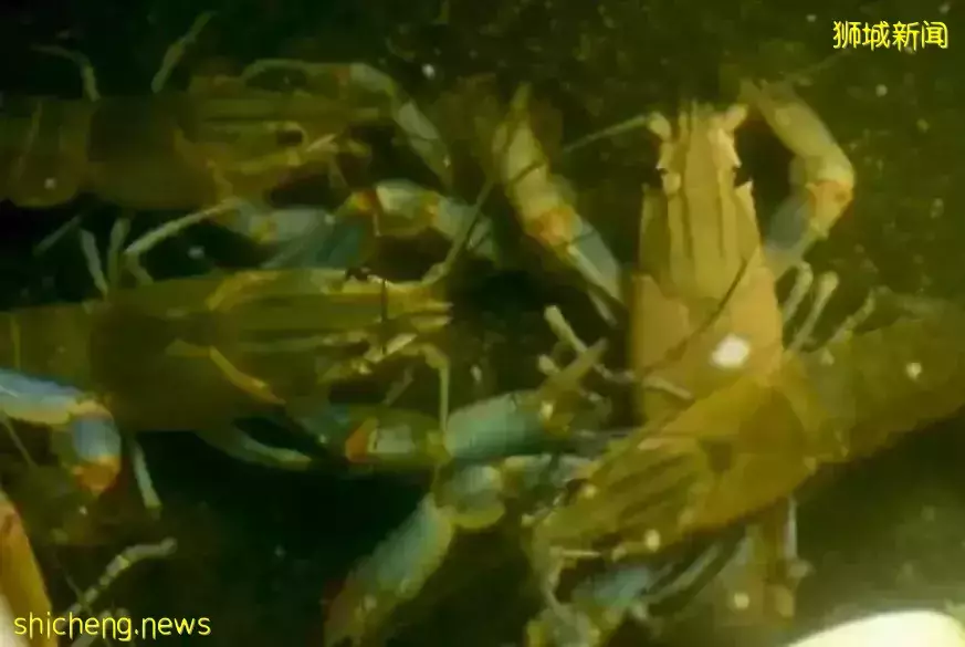 新加坡居然也有小龍蝦養殖場？還享受“總統套房”