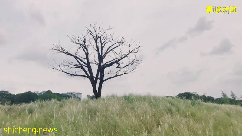 建築旅行 | 新加坡小衆景觀公園!