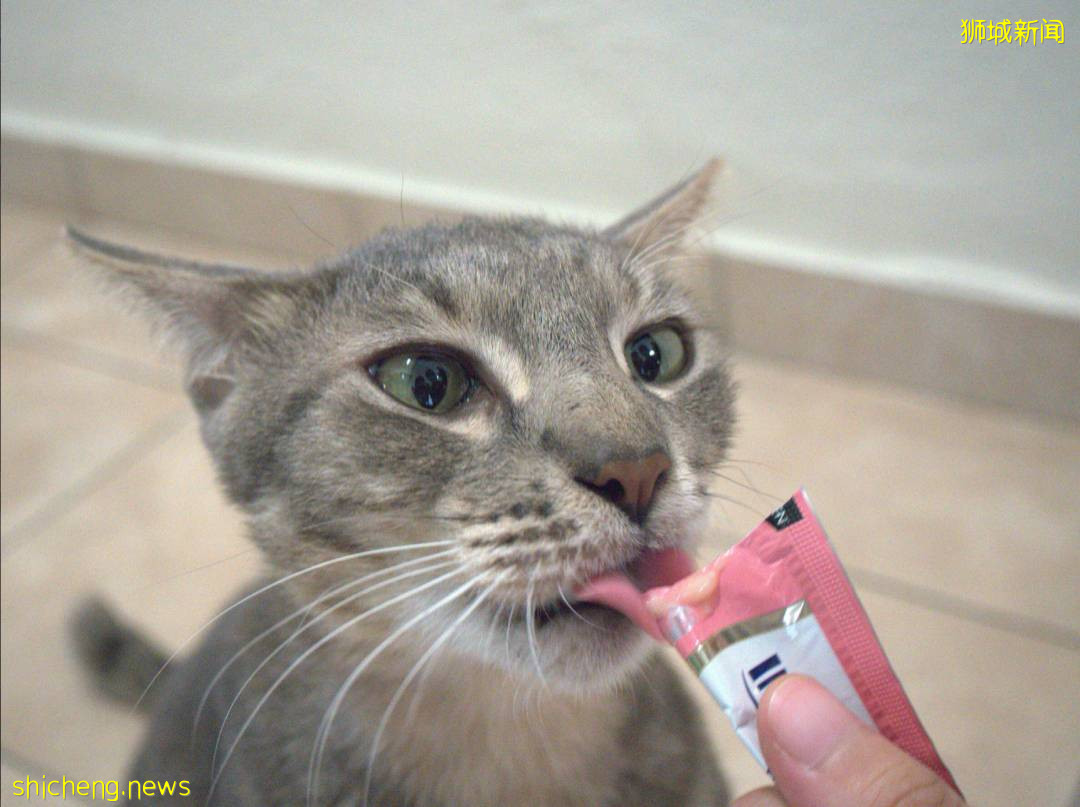 《南洋理工大學撸貓指南》