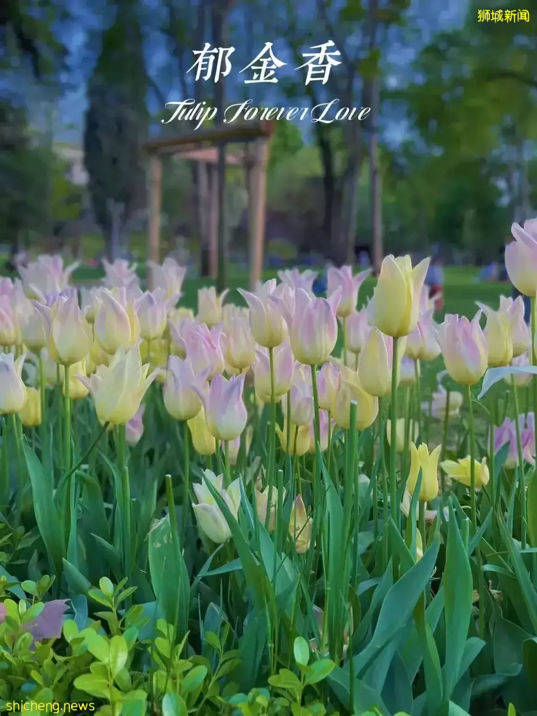 新加坡飛土耳其9天遊全記錄!熱氣球、洞穴酒店、古城、棉花堡,太好玩了