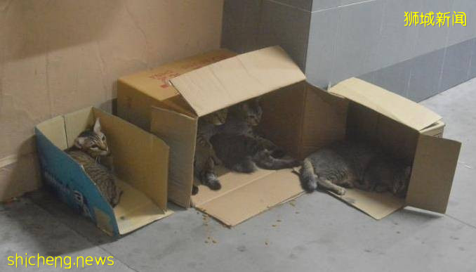 被虐猫狗“代言”罐头 · 学者倾注爱心换跑道