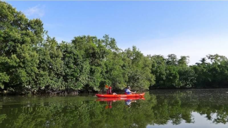 新加坡隱藏玩法大揭秘!遠離城市喧囂,乘皮劃艇穿越原始紅樹林