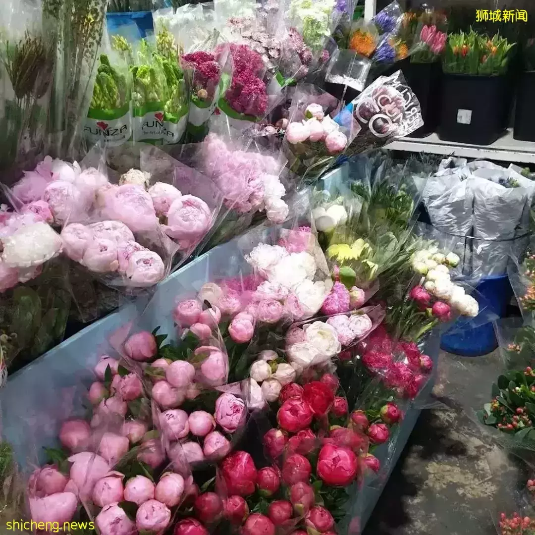 鮮花在熱帶也能養1個月？資深花友新加坡買花、養護大揭秘