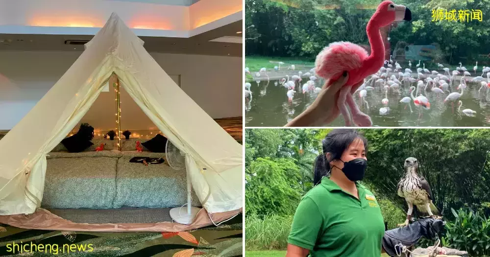 小朋友超爱！裕廊飞禽公园露营！和火烈鸟一起度过美好夜晚