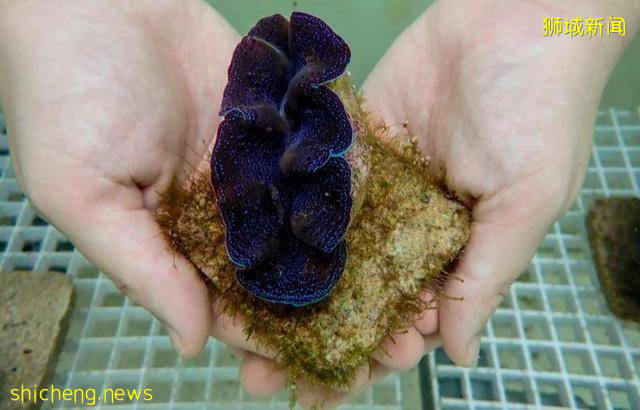 用乐高积木重建珊瑚礁，新加坡科学家的复兴珊瑚计划能成真吗