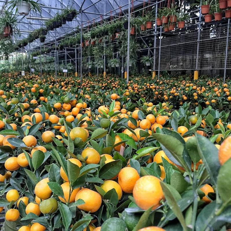 World Farm新加坡超大苗圃花市!绿植、盆栽、花卉都在这🌹 约会遛弯新去处