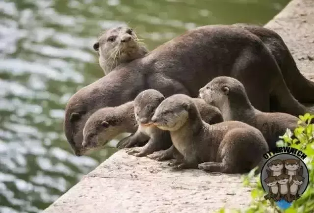 你見過熱戀中的水獺嗎
