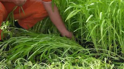 種水稻，摘蘑菇，新鮮蘆荟飲品！藏在新加坡的7大蔬菜農場我找到啦