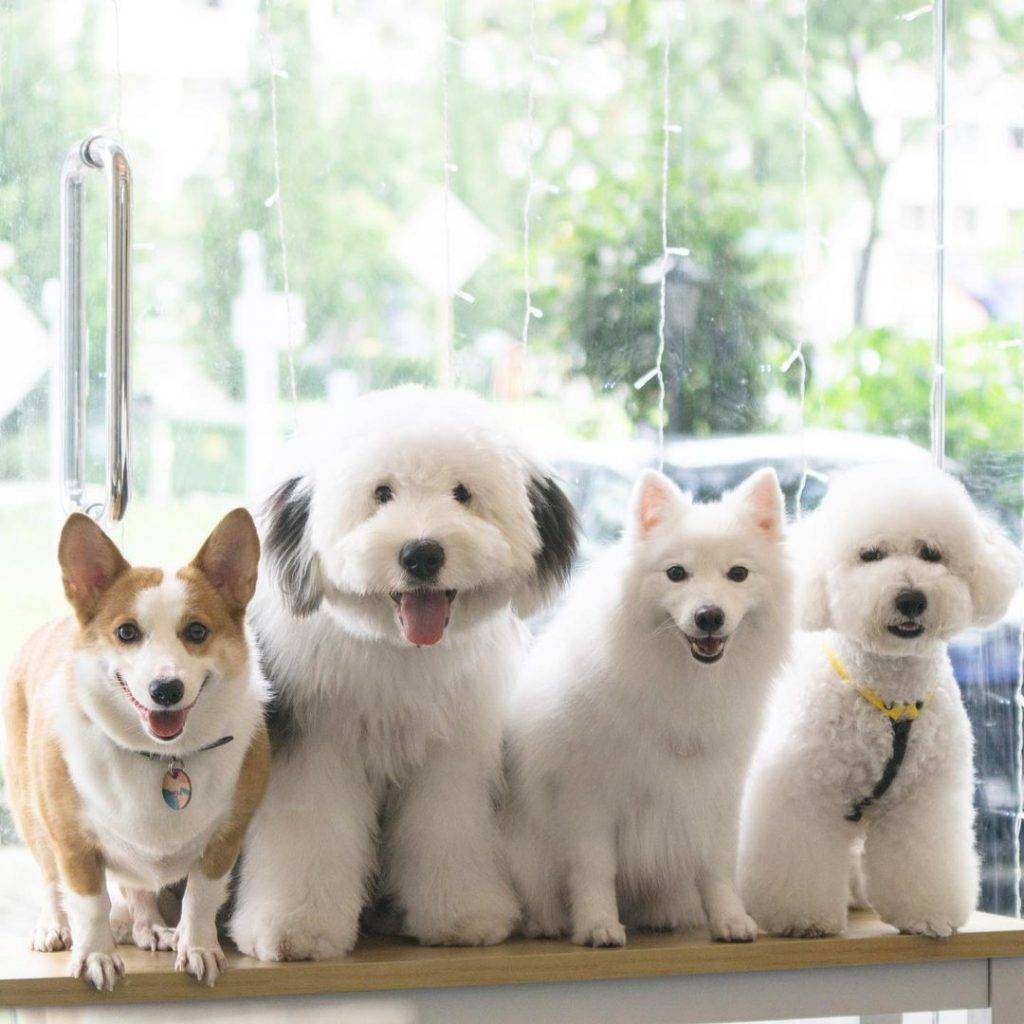 汪星人咖啡厅🐶 满屋萌犬的“Menage Cafe”边吃饭边耍狗!去找毛小孩解解压、透透气😍