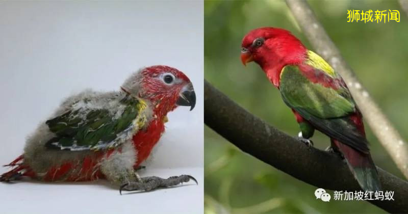 冠病疫情期間無訪客打擾 新加坡的瀕危動物紛紛“提高生産力”