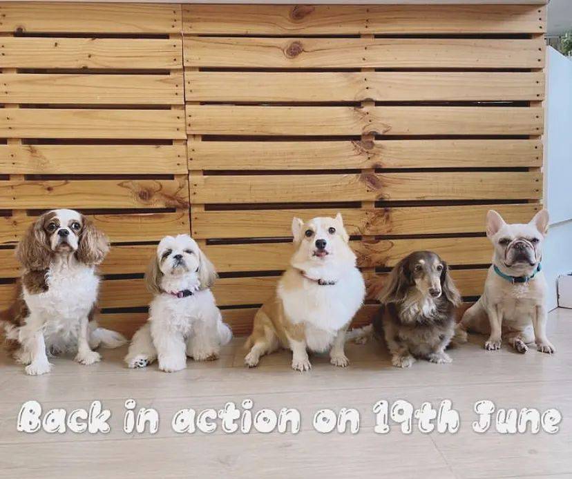 治愈系的它看一眼就愛不釋手！新加坡撸貓撸狗地圖來咯