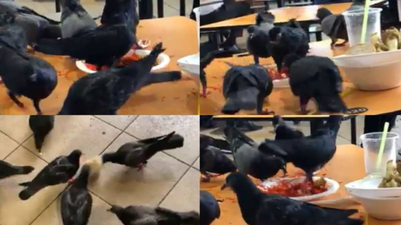 鸽子占领新加坡熟食中心！百只鸽子跟食客抢吃的
