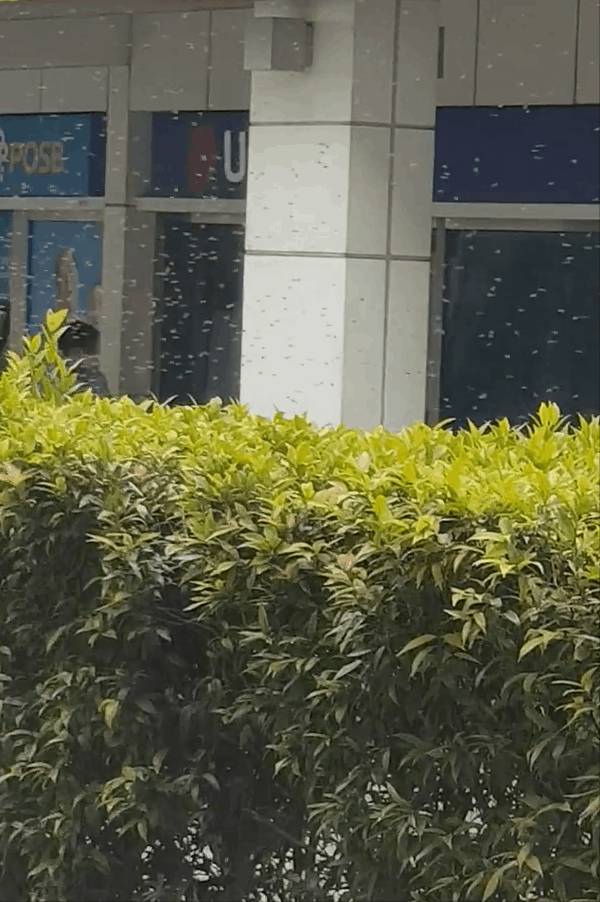 多图慎入...新加坡惊现超大蜜蜂群,漫天乱飞密密麻麻