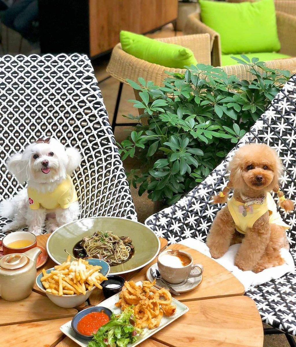 在园艺园林内的花园餐厅Canopy HortPark🌳绿植树木、阳光明媚，可带毛小孩入场🐕 