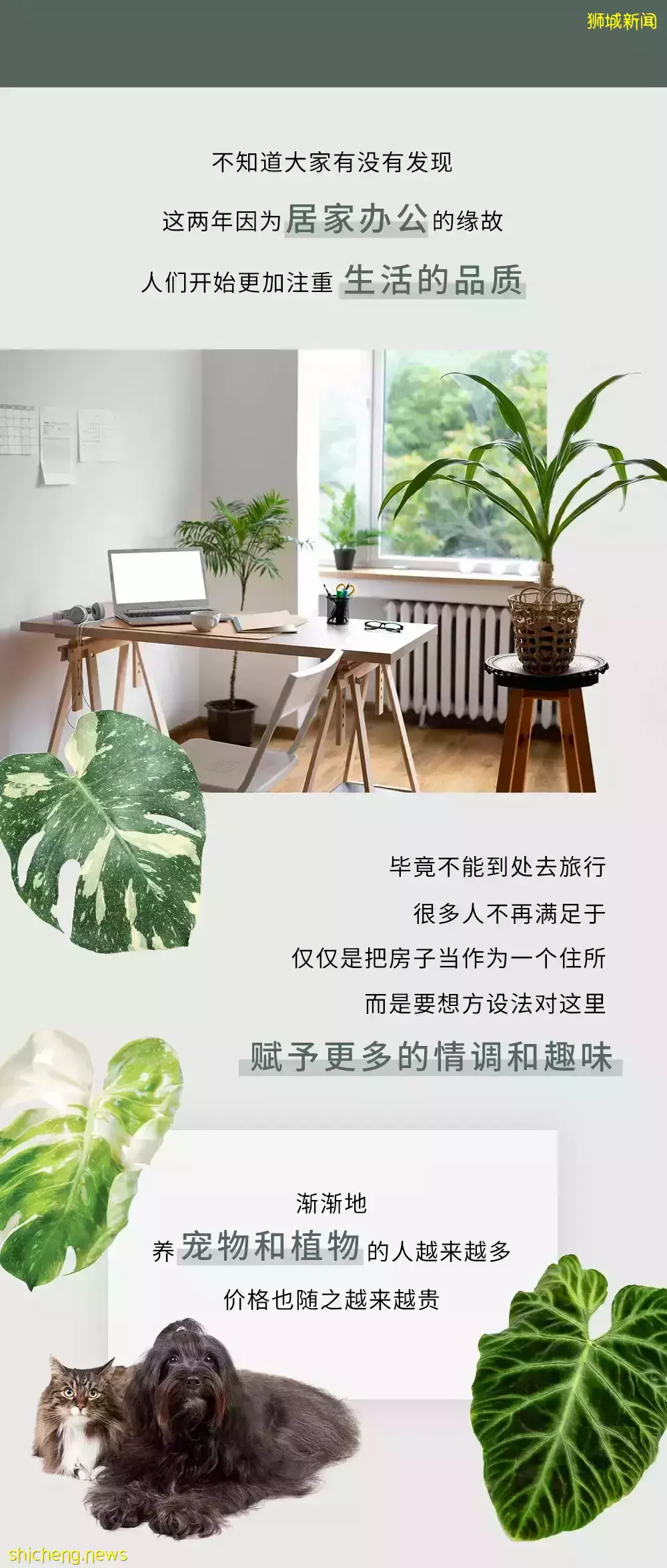 设计师实木家私，是如何提升你在新加坡的居家生活品质的