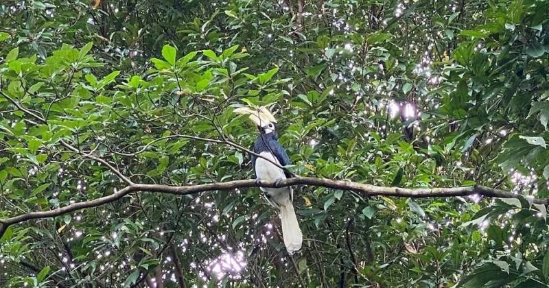 CNA观察员徒步旅行发现了怎样的新加坡