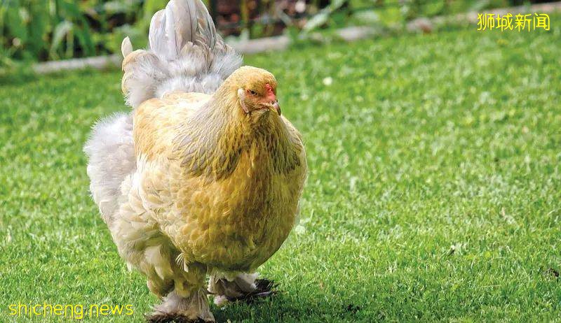 震惊!新加坡猴子生吃活鸡!它们还会偷包、偷手机、偷面包