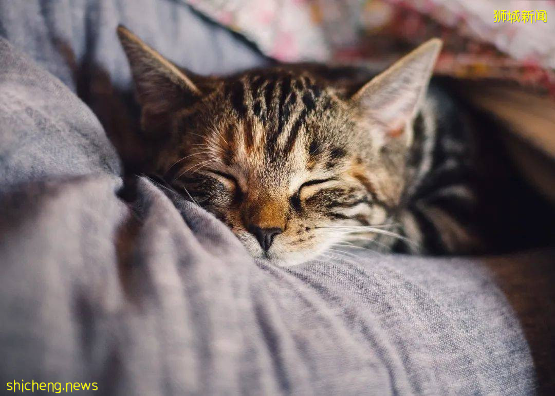 新加坡的"奇葩"法规：盛世更要用重典