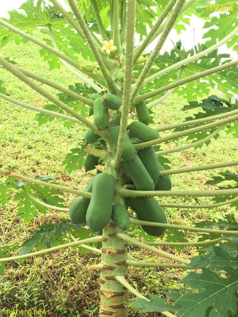 李顯龍總理打Call的超級大商城！開業就5000人擠爆，內附吃喝玩樂攻略